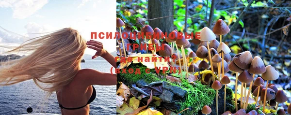 стафф Аркадак
